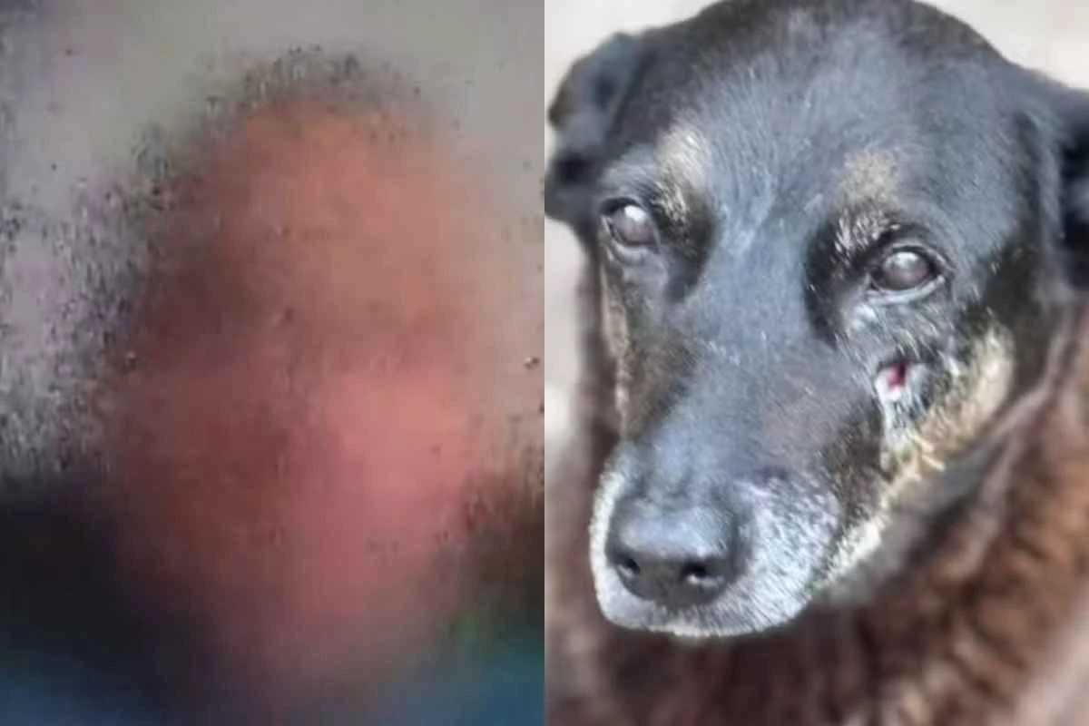 Foi para esse lugar que suspeito pelo ataque cruel contra Orelha teria viajado logo após o crime