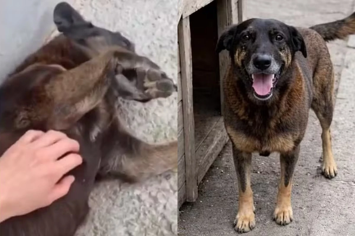 Caso Orelha: notícia importante envolvendo responsável pelo crime é divulgada; polícia teria descoberto tudo que aconteceu