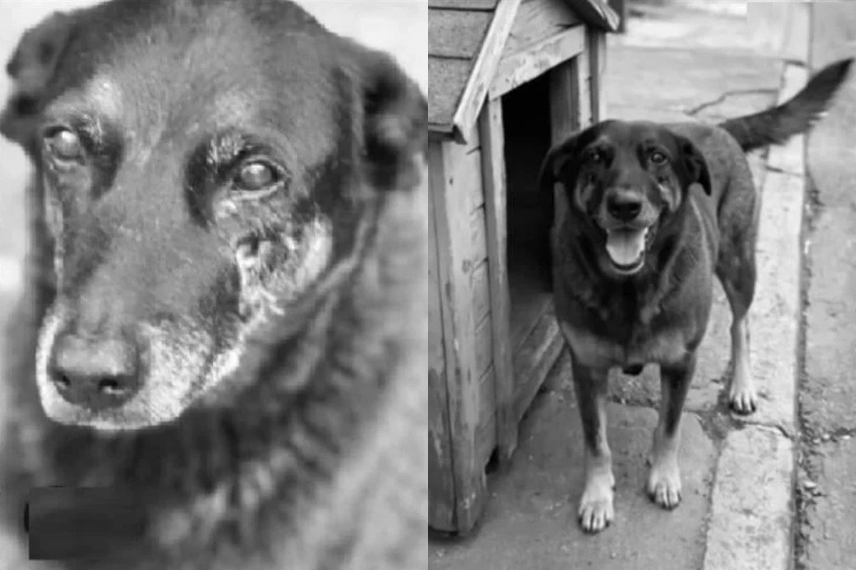 Suposto autor de crime brutal contra Orelha teria cometido mais delitos na noite em que tirou a vida do cão