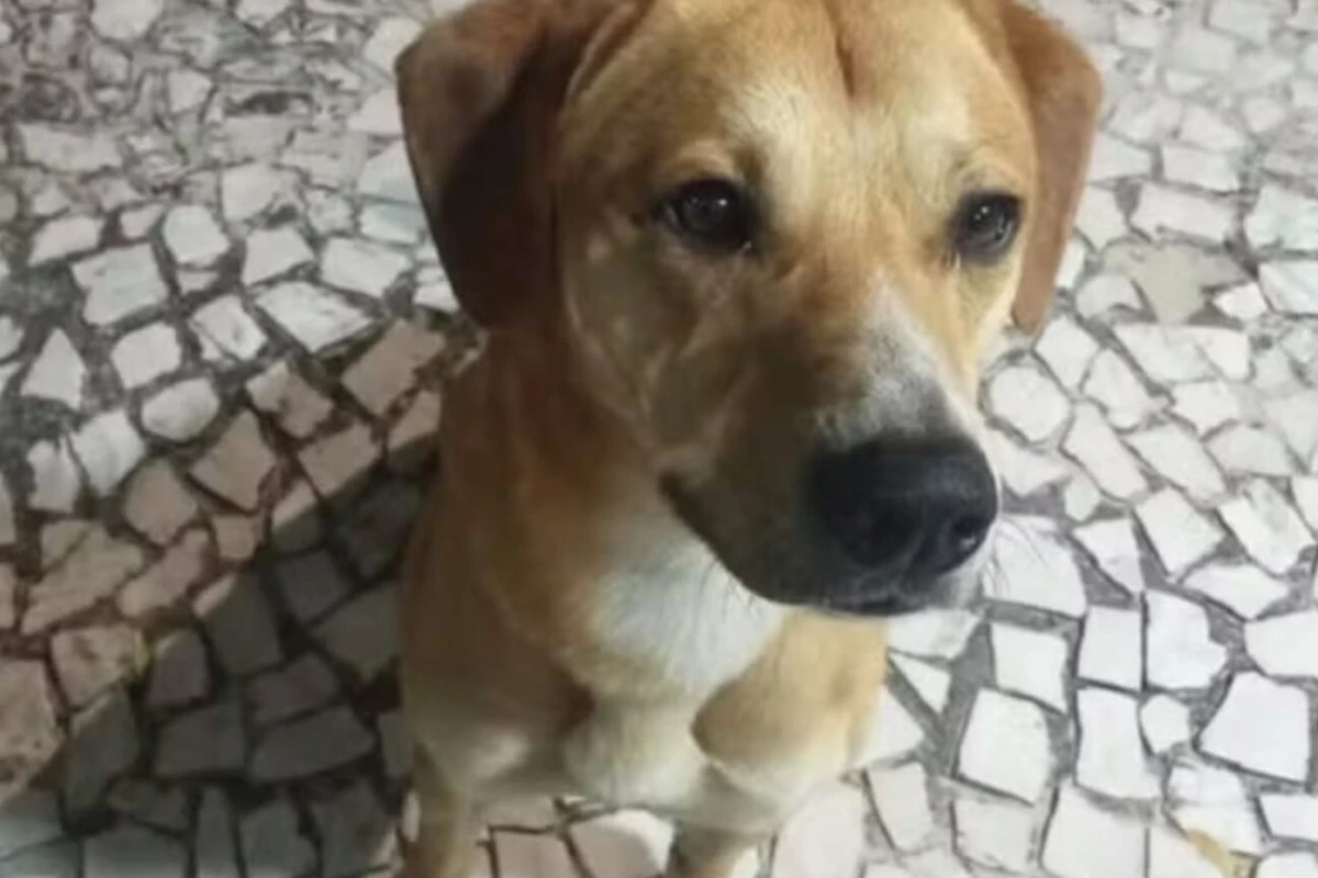Portal revela imagens da violência de adolescentes contra cão Caramelo na Praia Brava, em Florianópolis