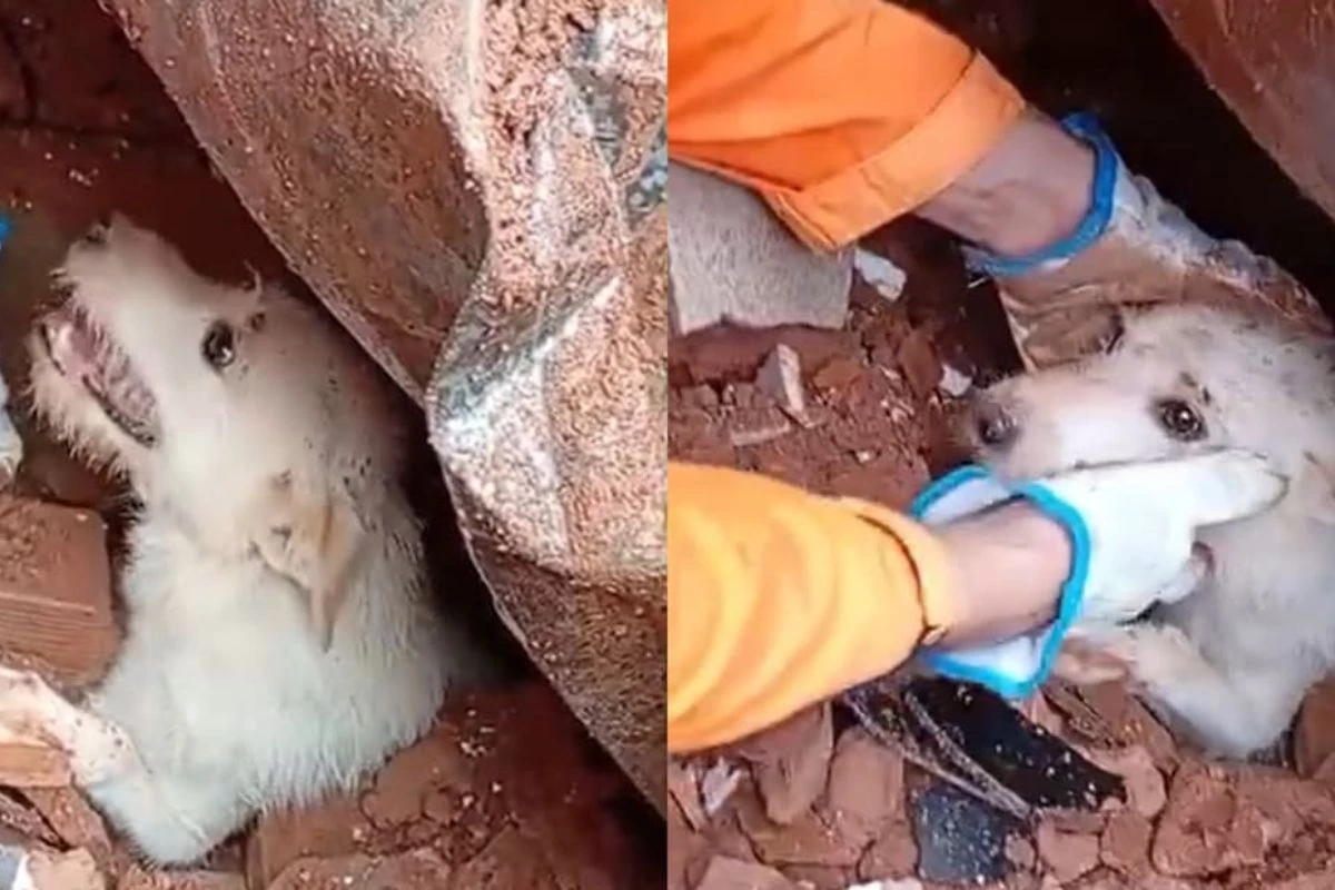 Vídeo mostra resgate comovente de um cachorro em meio a escombros em Juiz de Fora