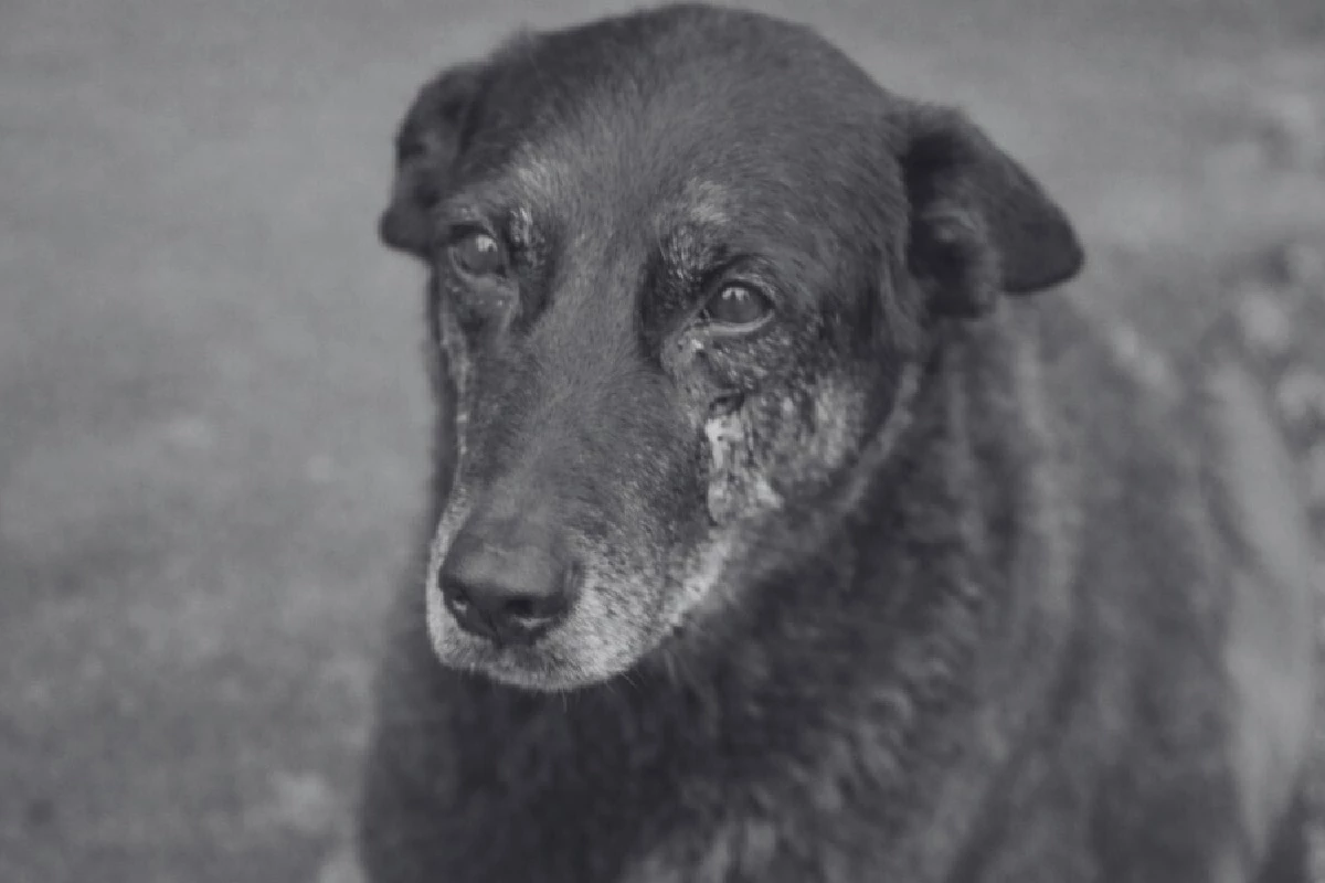 Polícia teria descoberto quem foi o responsável pelas agressões e pela morte de Orelha, diz colunista